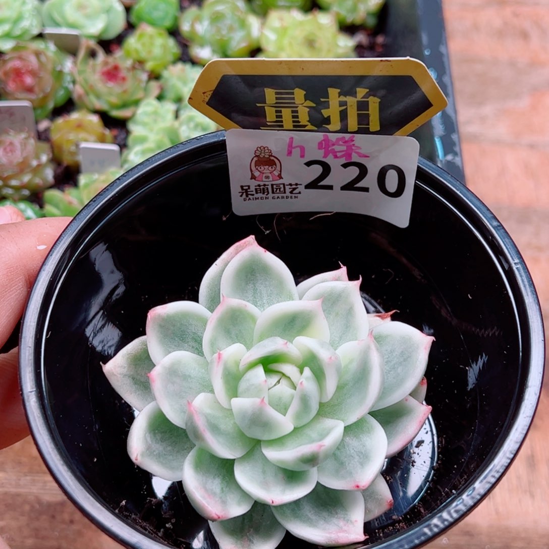 多肉植物多肉植物