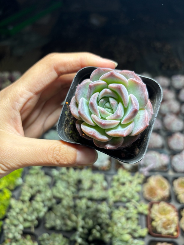 精品慕白多肉植物满9.9米包邮