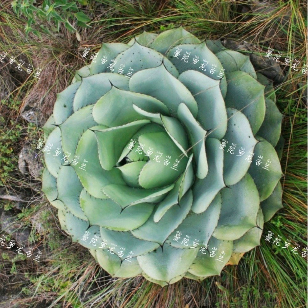 蓝色蒙特雷龙舌兰优秀籽播绿皮小亚苗Agave sp.'Azul Monterrey'