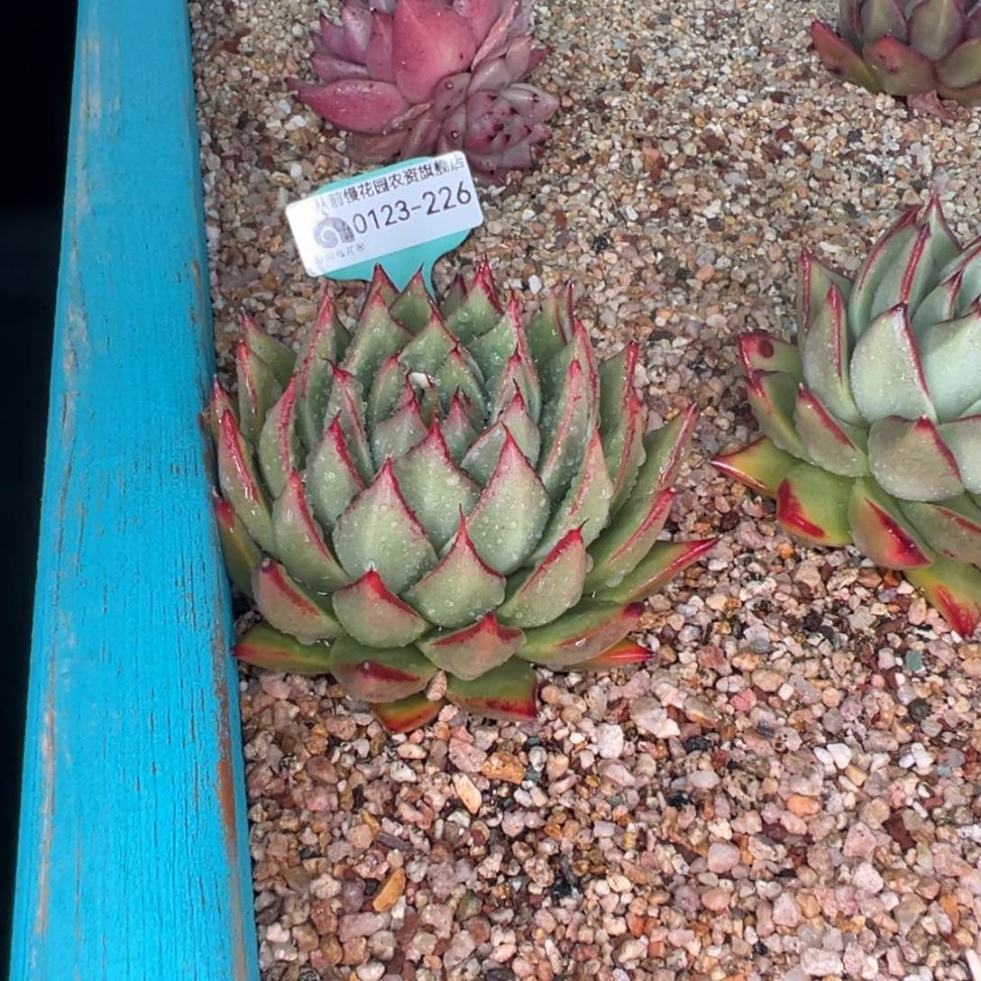 从前慢多肉精选编号0123.226