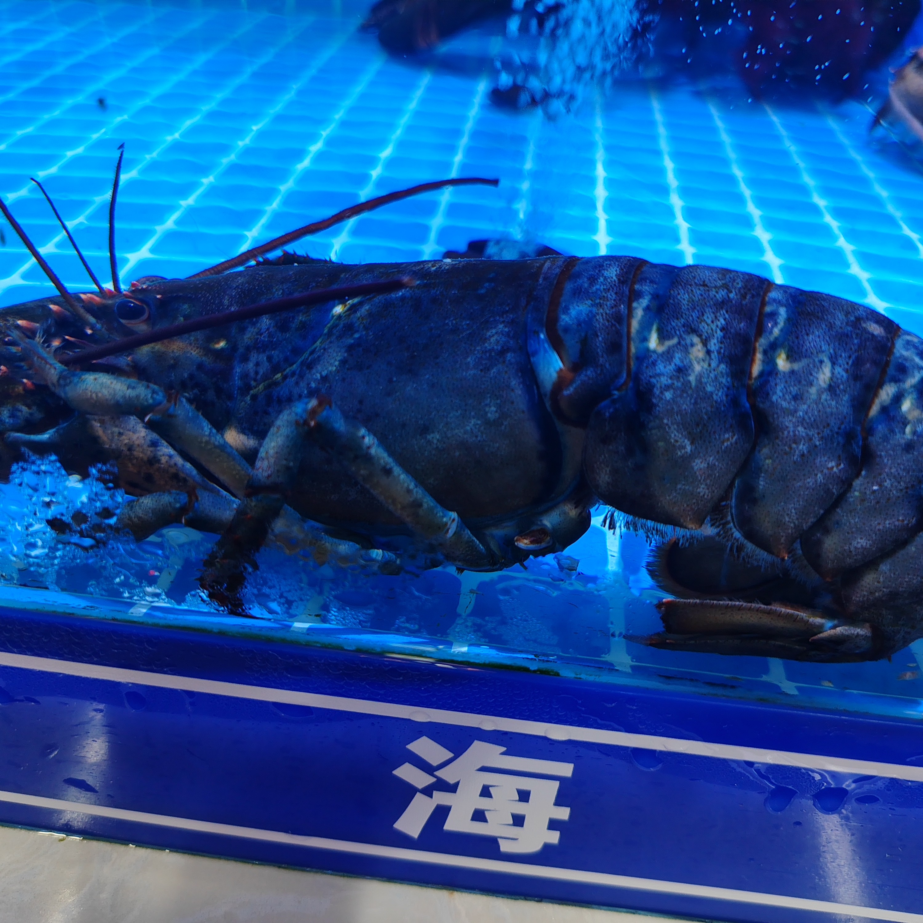 欢乐购专属：小波龙149/只【保鲜不保活】一斤左右，一只