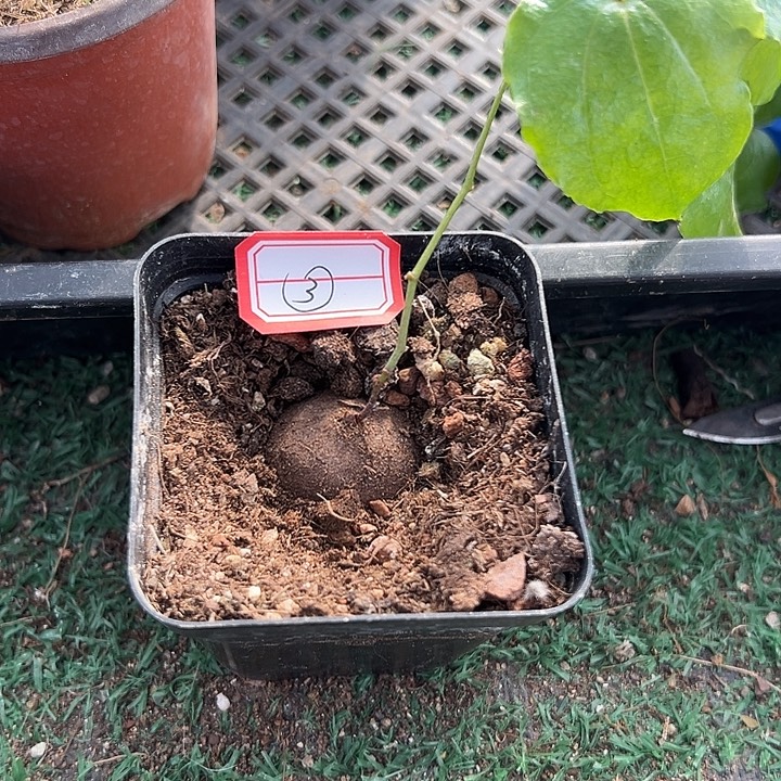 南非龟3，一物一拍，带盆