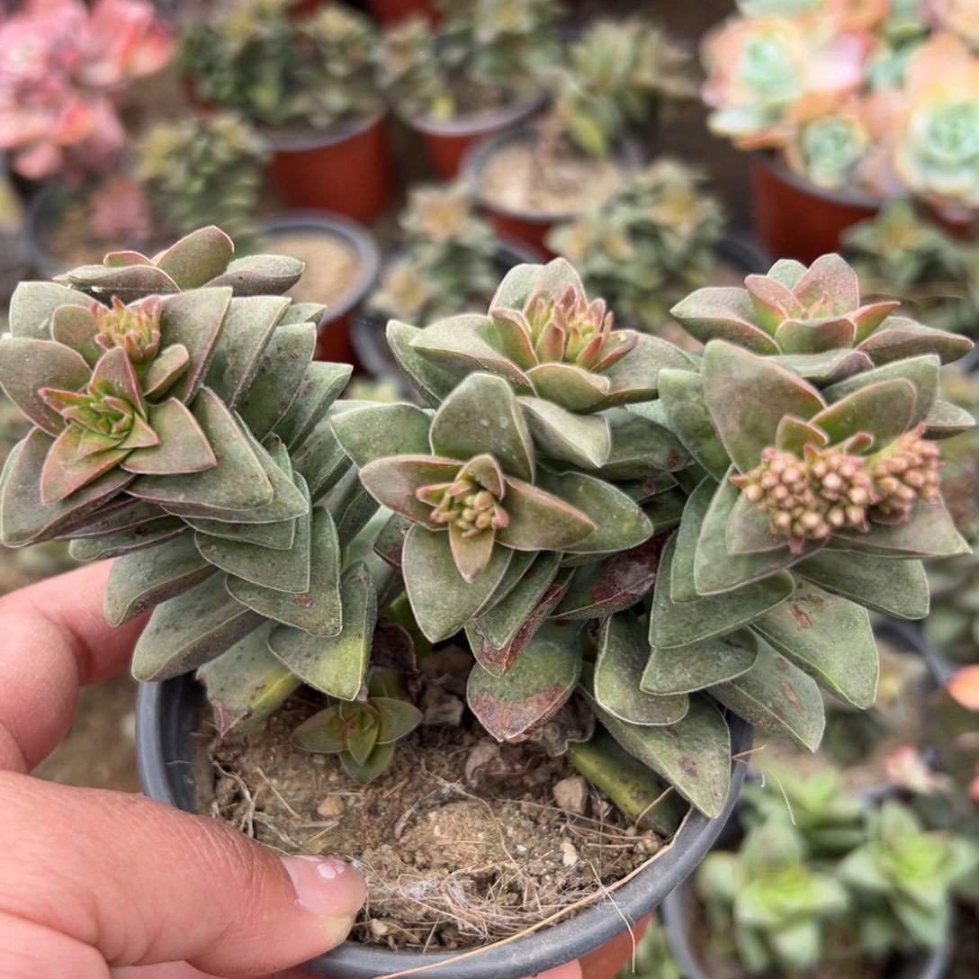 多肉植物多肉植物