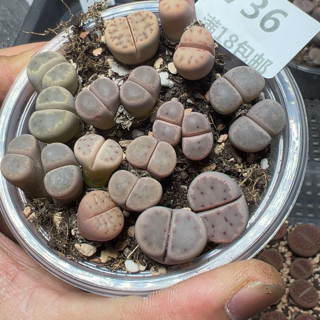 【闪购商品】 736。       