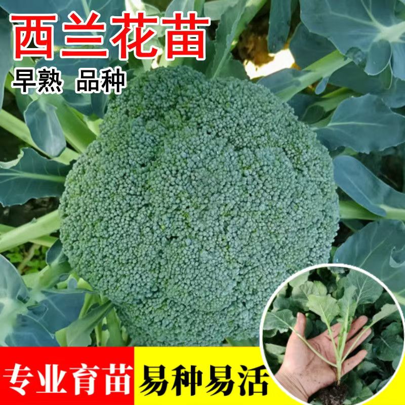 西兰花苗带土秧苗耐热耐寒抗寒蔬菜
