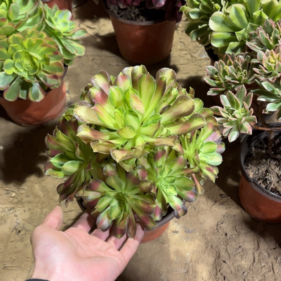 韶华法师9.9多肉植物