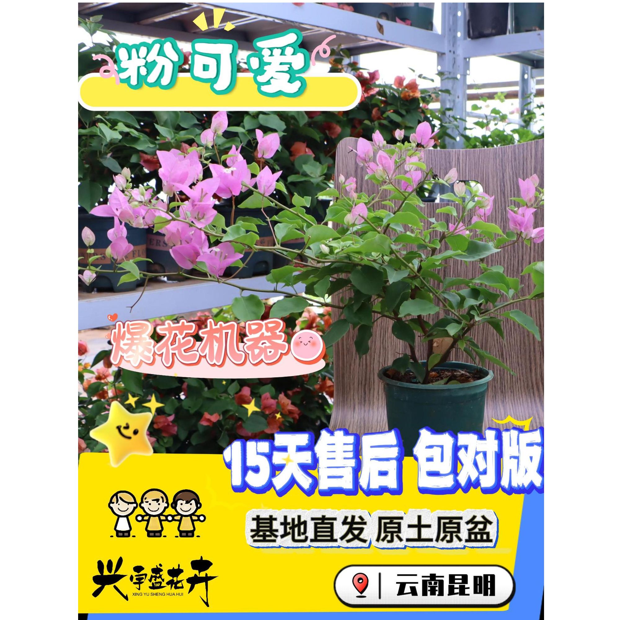 【粉可爱0.5加仑】伊娃系列浅粉紫色观赏耐活带盆三角梅