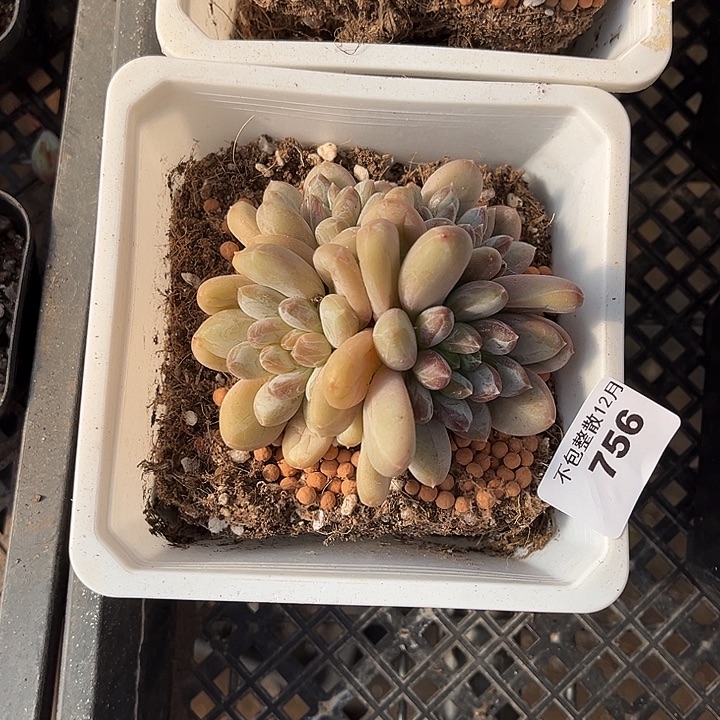 阿雅园艺。       756咖啡豆