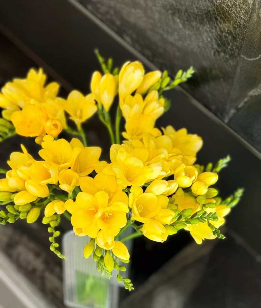 黄色香雪兰一把  云南基地鲜花直发  家养水养