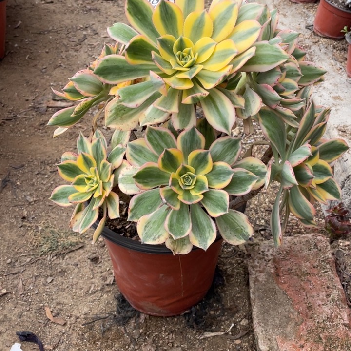 583号灿烂多肉植物