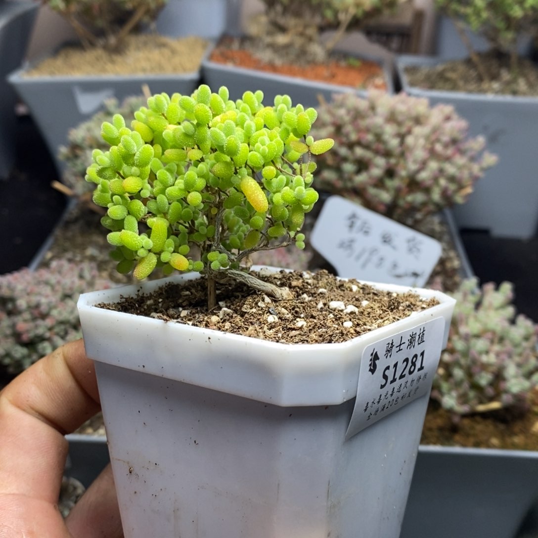 1281造型桩蜜橘糖球