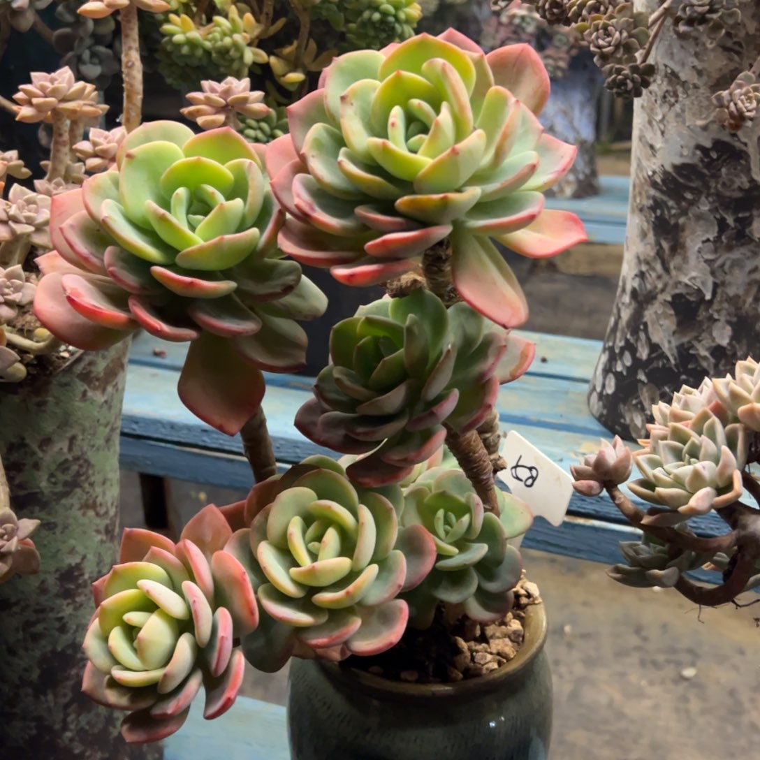 老桩白月光加盆发货