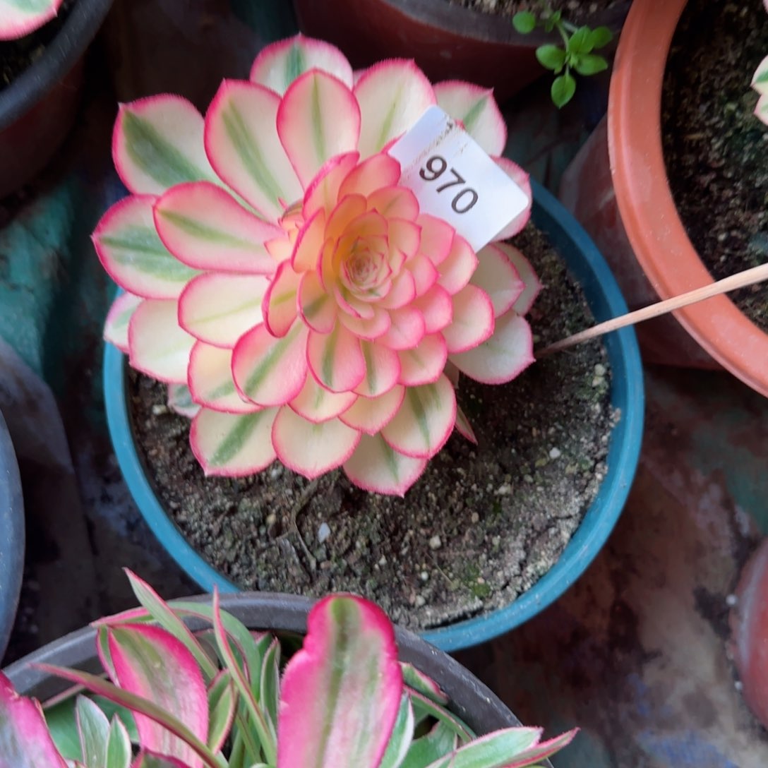 倾城法师多肉970