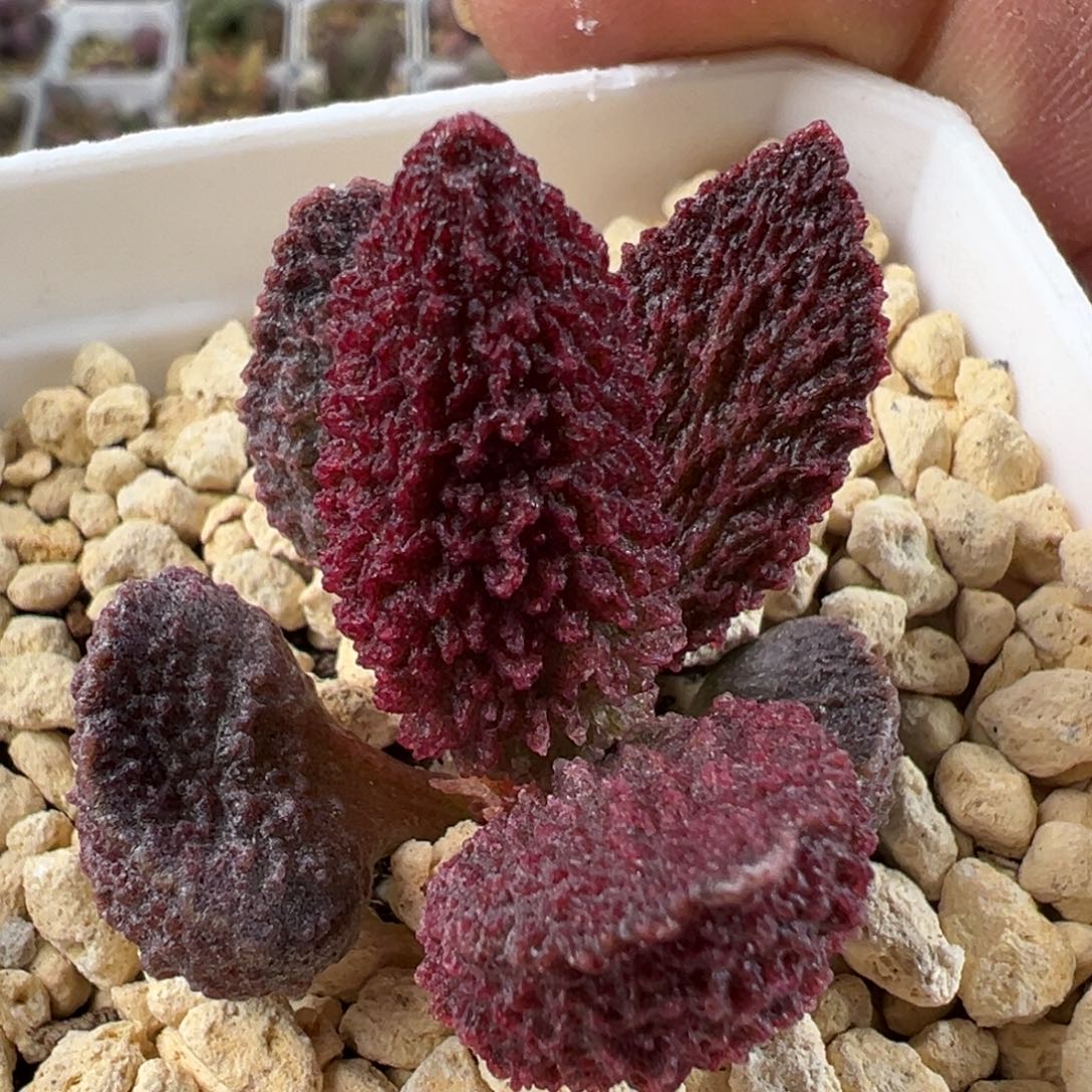 实生新品多肉植物水泡爆红款