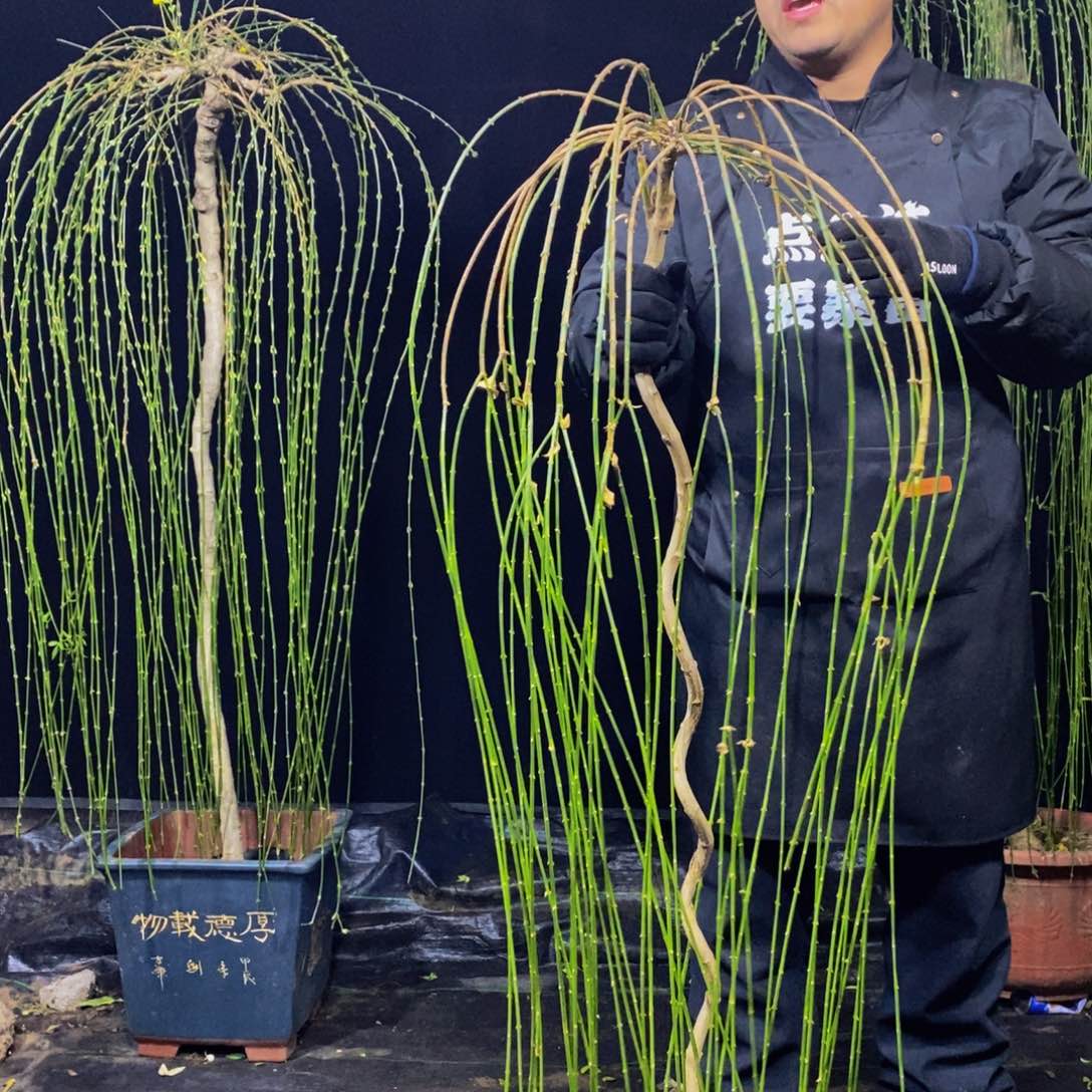 大花绿云，一物一拍，