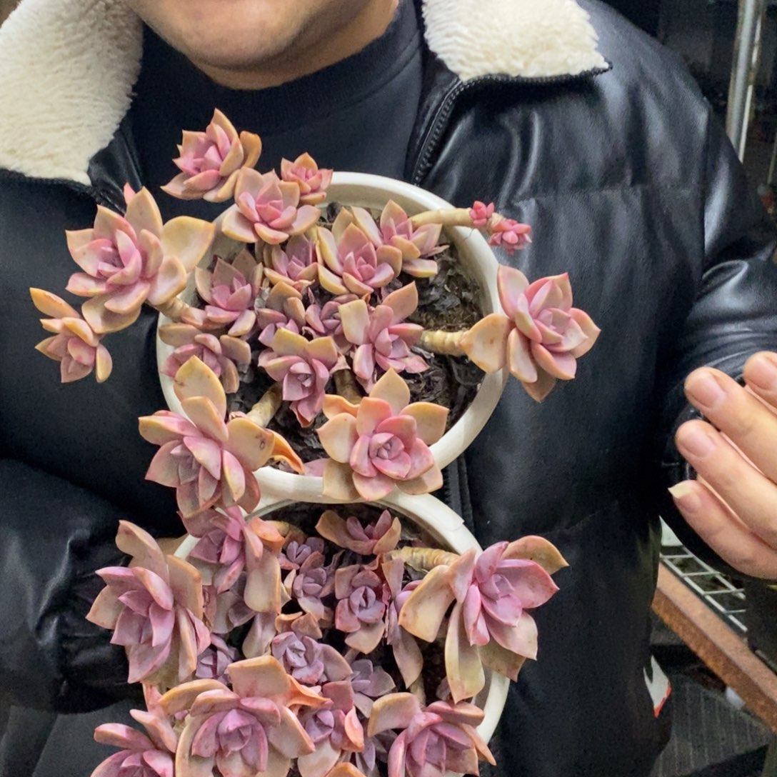 中国初恋整桩两盆