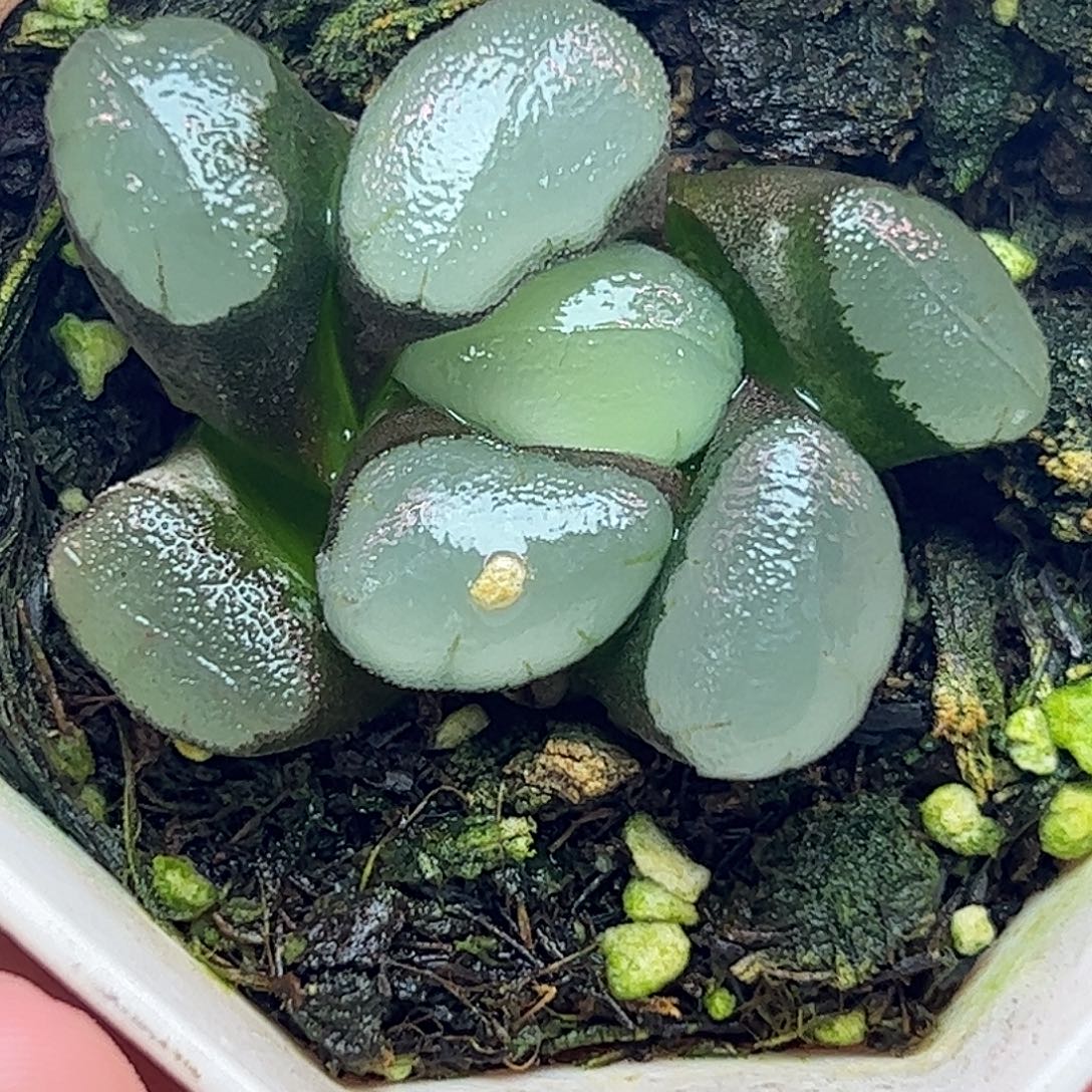 紫镜万象十二卷多肉