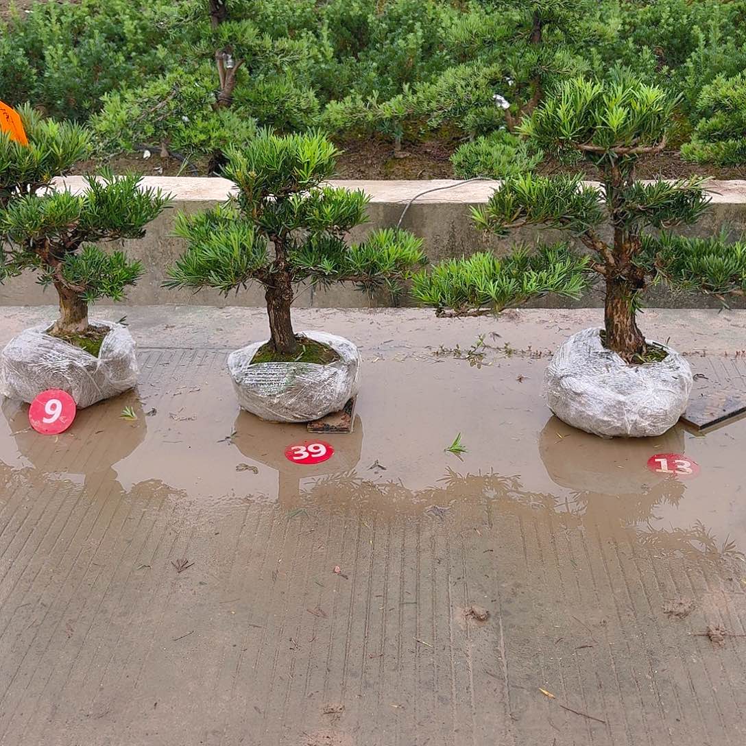 珊***妹完全开放罗汉松基地发国