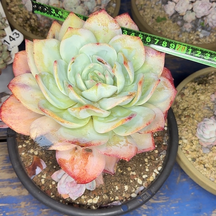 凤橙201 多肉植物一物一拍