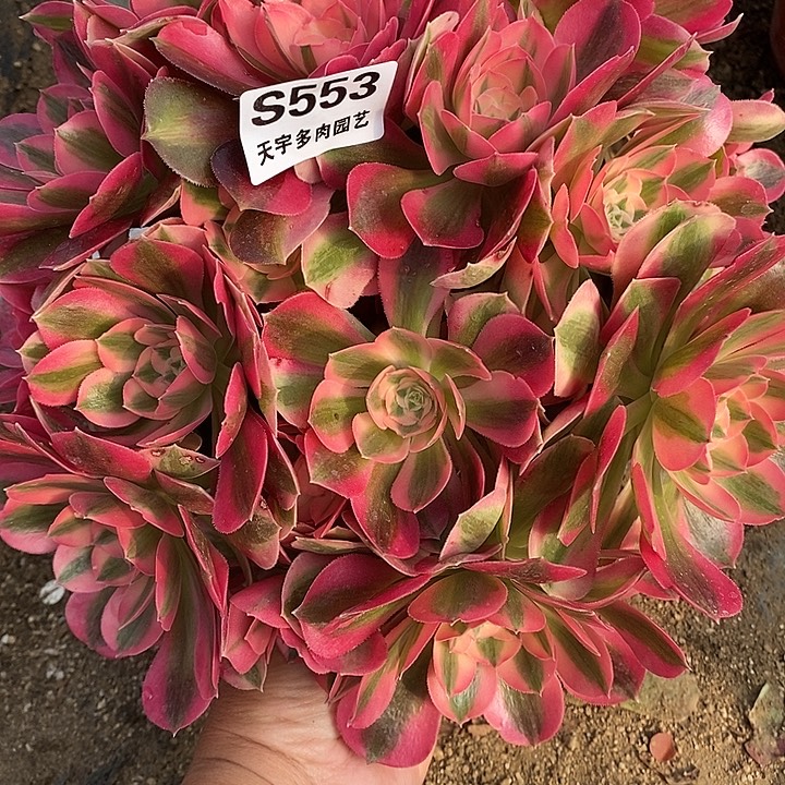 多肉植物女巫553多肉