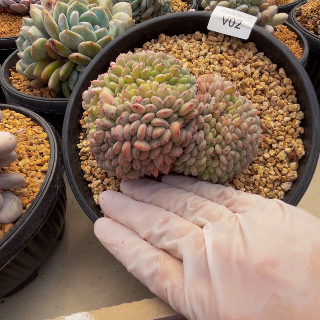 v vvvvvvvvv vv v v2