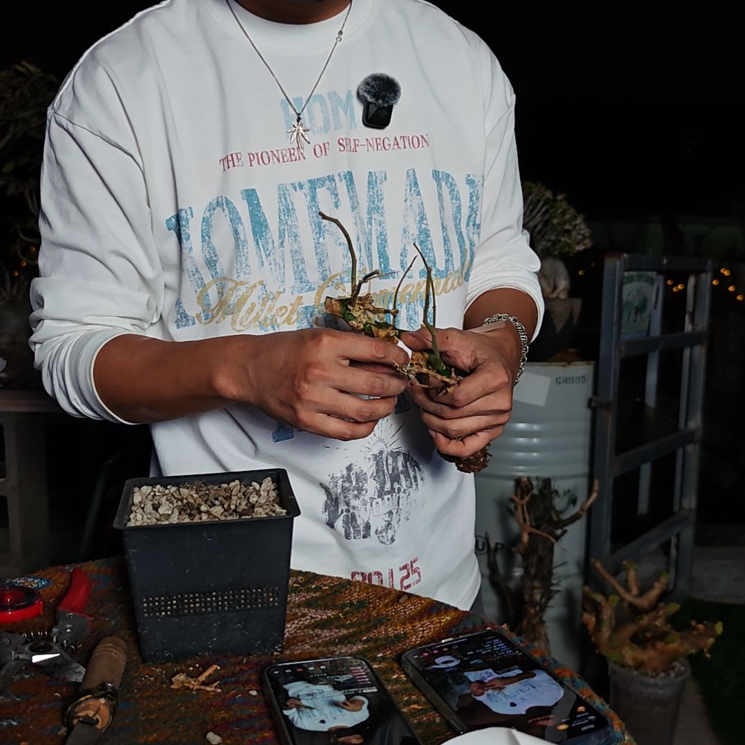 蜉***蝣64卡派翠斯橄榄一物一拍