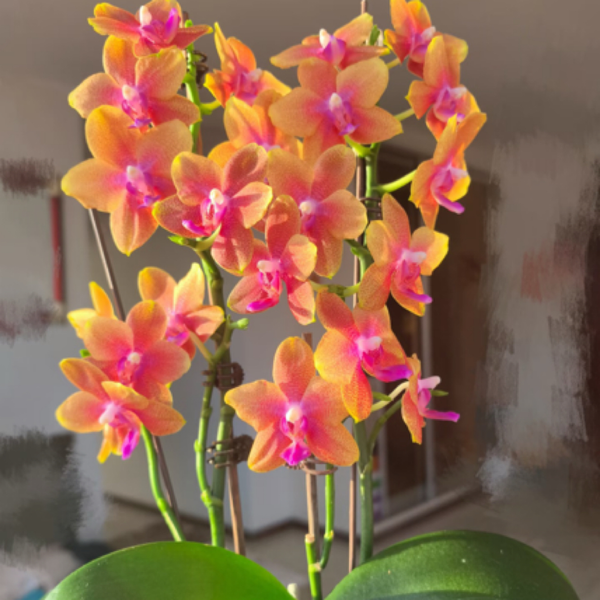 【相恋博格丽】3.0寸 苗发货 （苗情根系都可以）