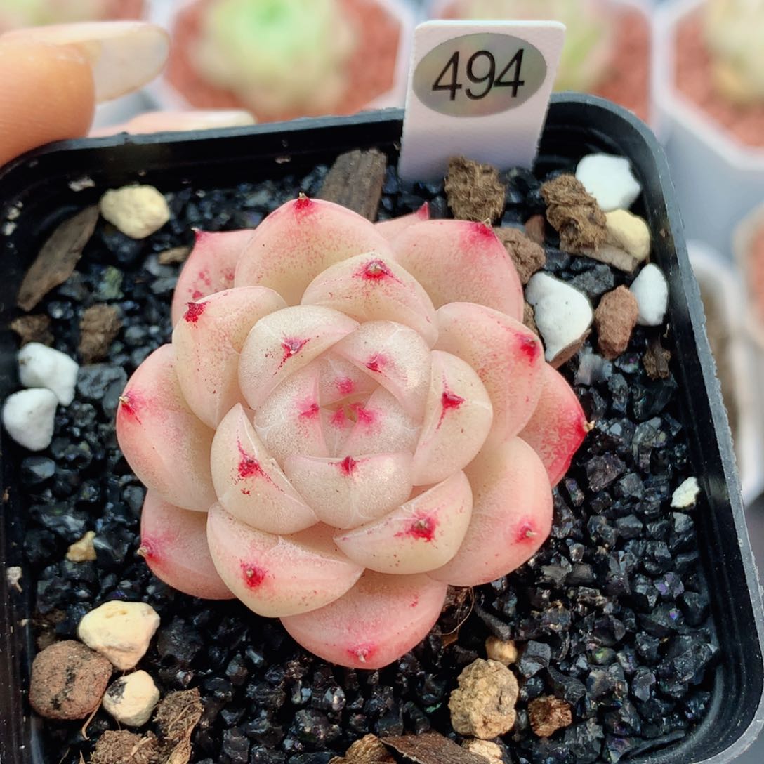 麦秆58包邮  群生不包整494