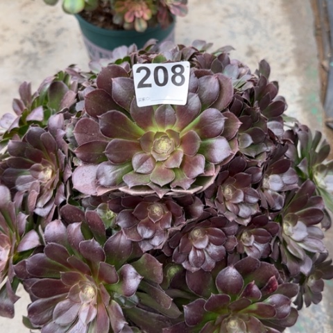 208荷兰玫瑰35厘米左右