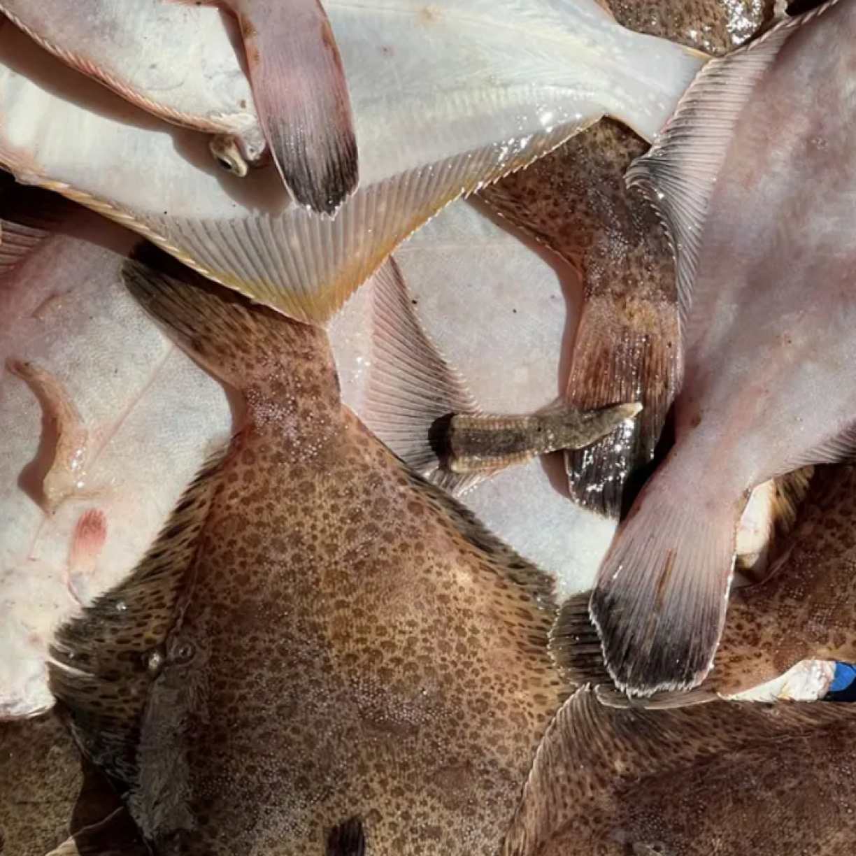 （大号鼓眼鱼）青岛本地野生4斤顺丰/京东冷链包邮