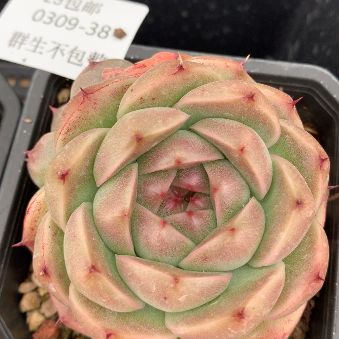 0309-38 麦杆优选