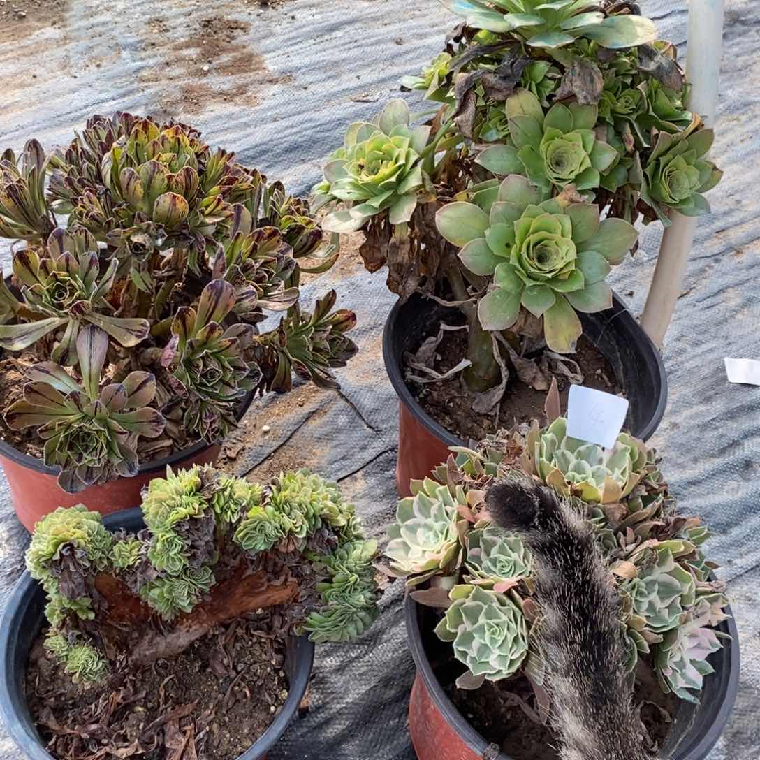 多肉植物组合拼盘4