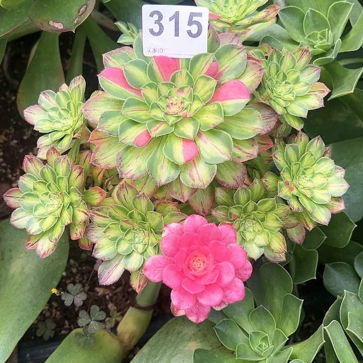 精品多肉植物315