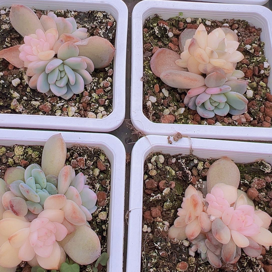 大梦露锦19包邮多肉