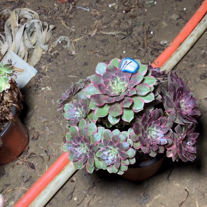 冷***知多肉植物断枝不包81