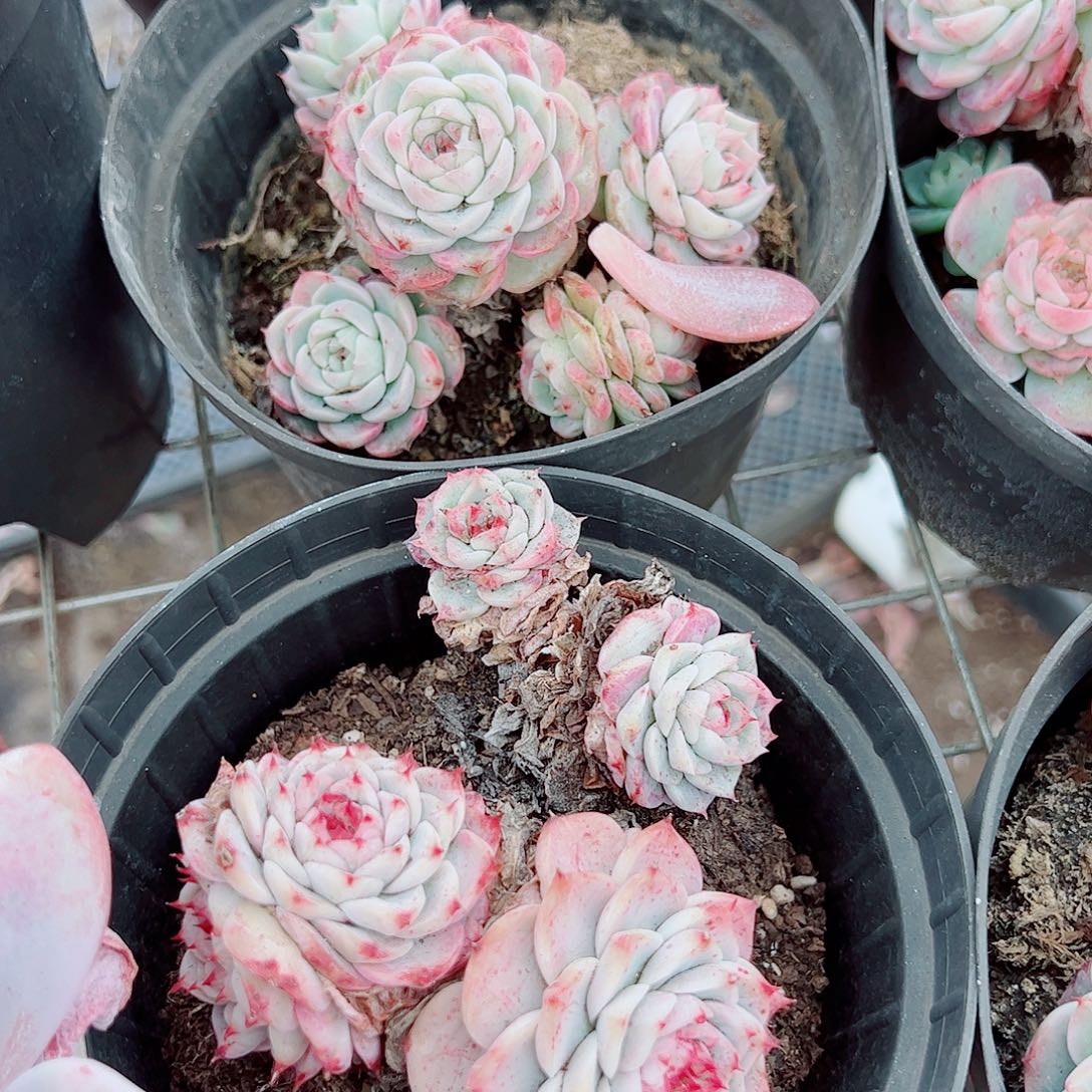 天鹅绒多头造型精品特价