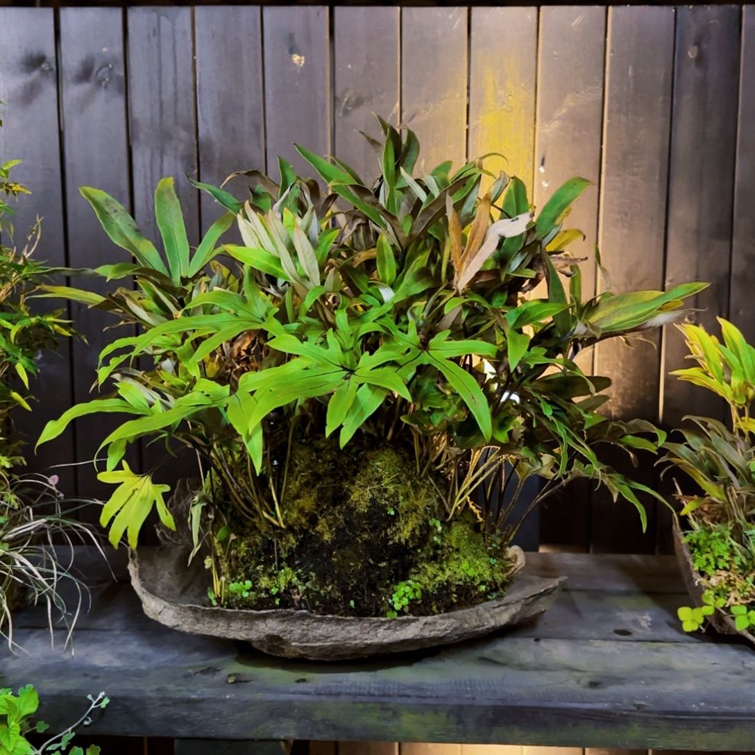 东***匠日本鞍马石山野草