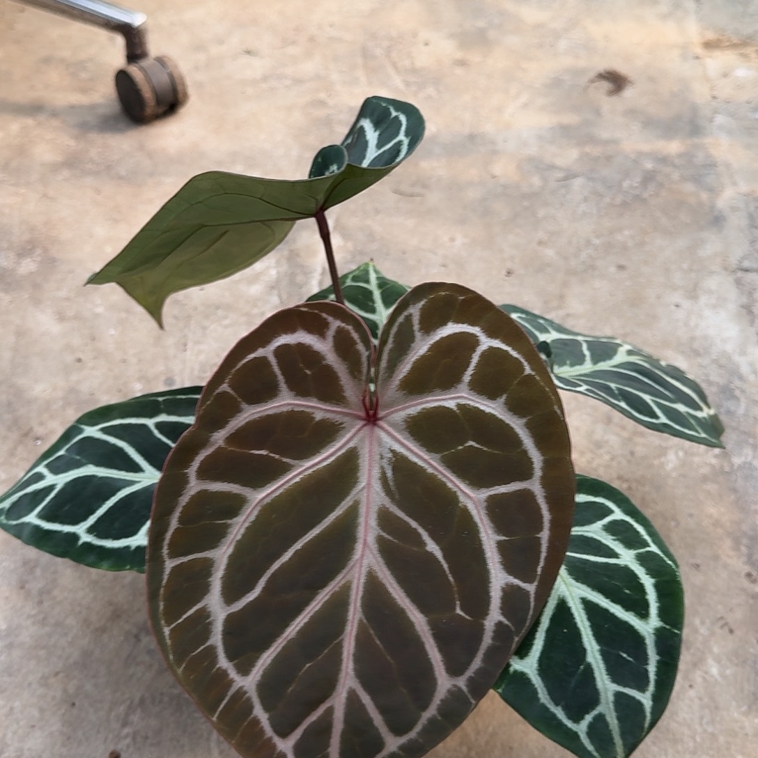 不开花植物米歇尔杂红骑士I114