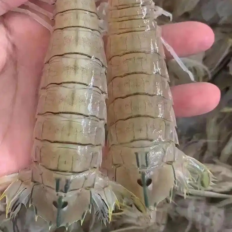 当天断氧皮皮虾一斤15到20头