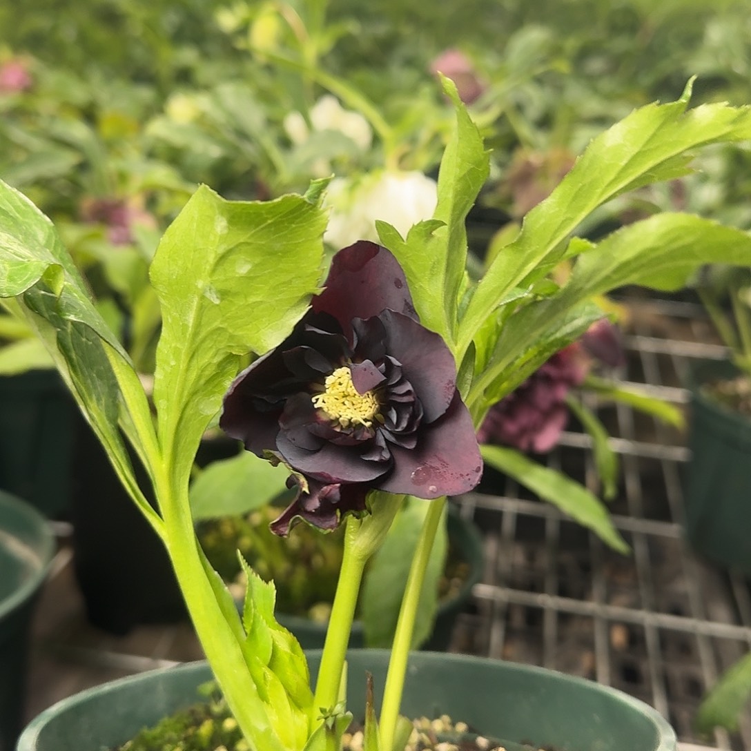 陆***迦完全开放铁筷子8271