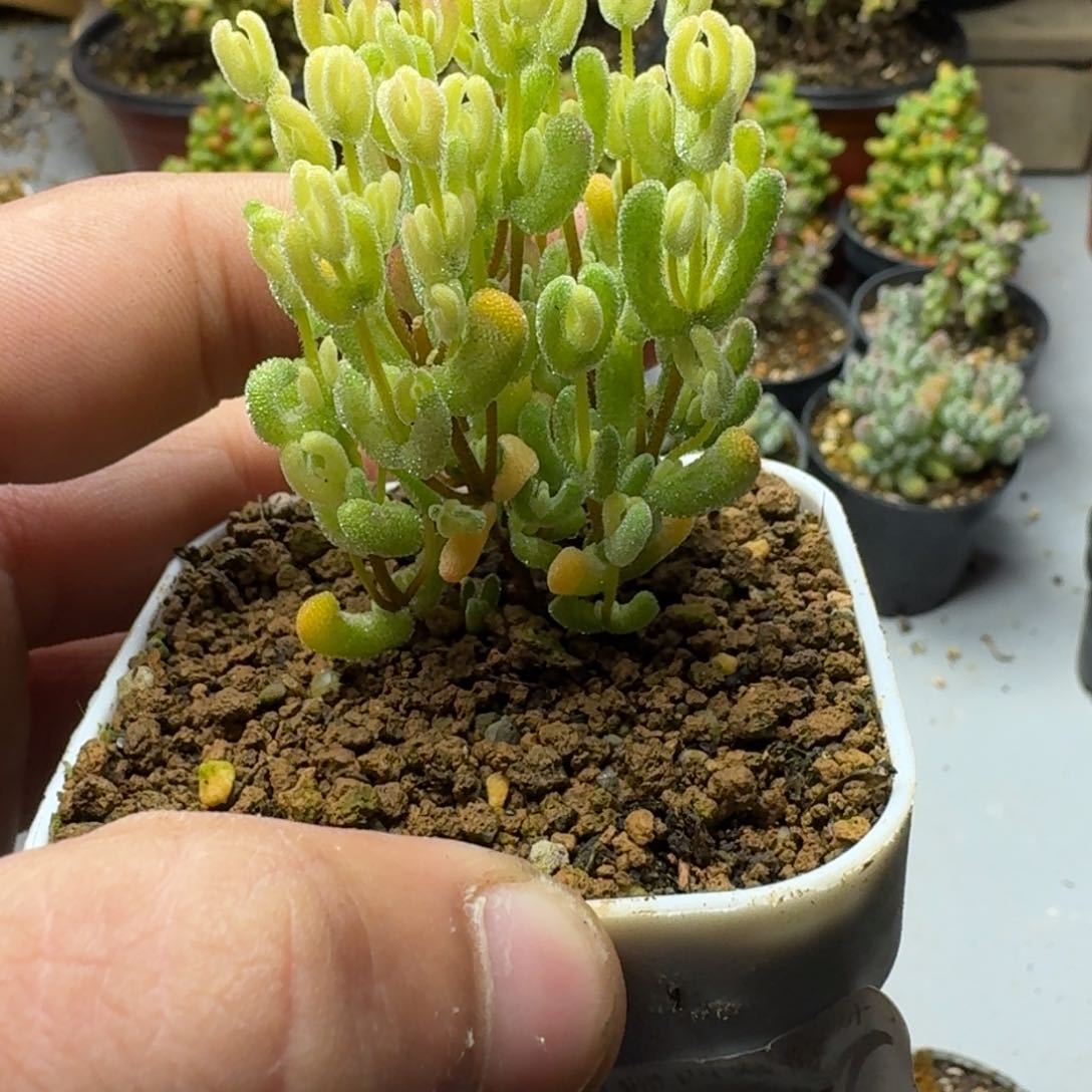 月曲 多肉植物枝干