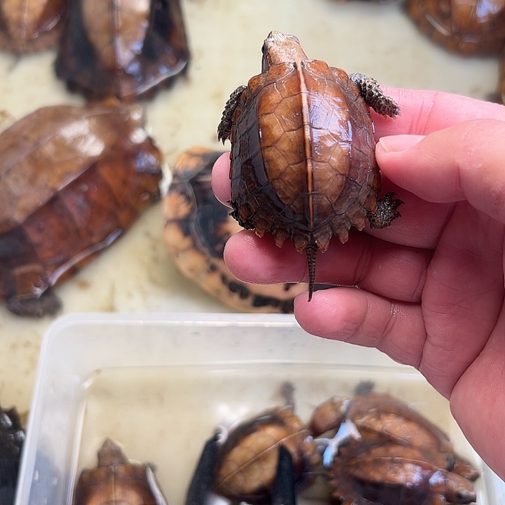 母宠物龟嗷**嗷剧院龟