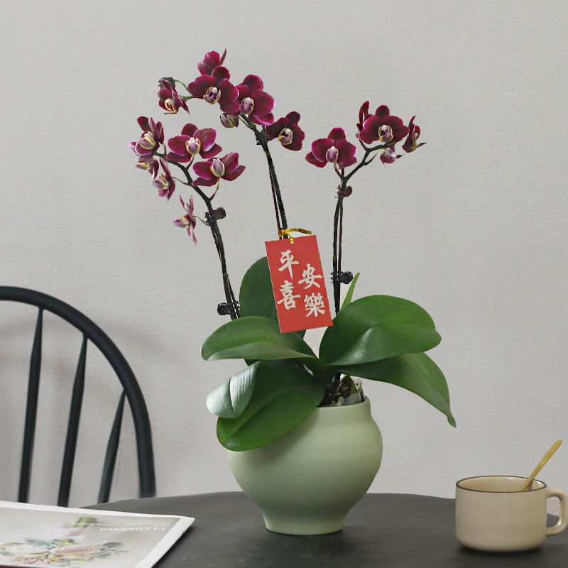 蝴蝶兰【巧克力】带花带盆组好发货乔迁结婚送礼前台客厅装饰