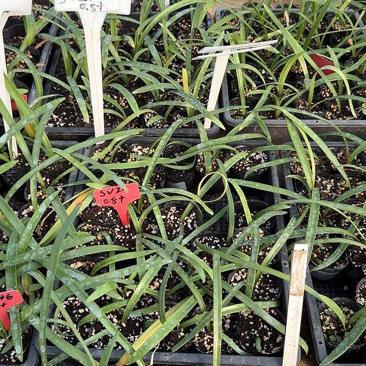 当前无花朵，栽培后可花朵秋**?sv20