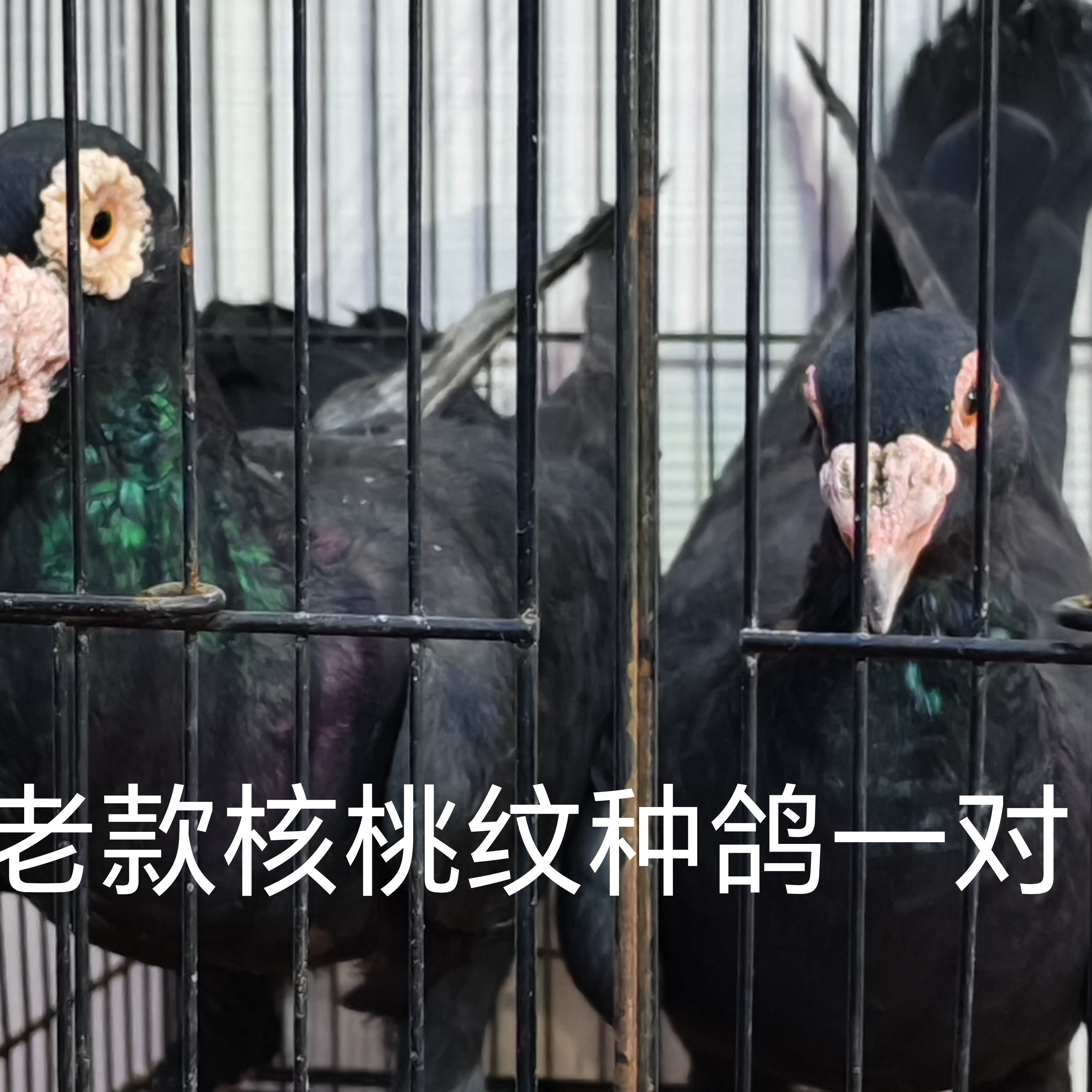 老款核桃纹大鼻子