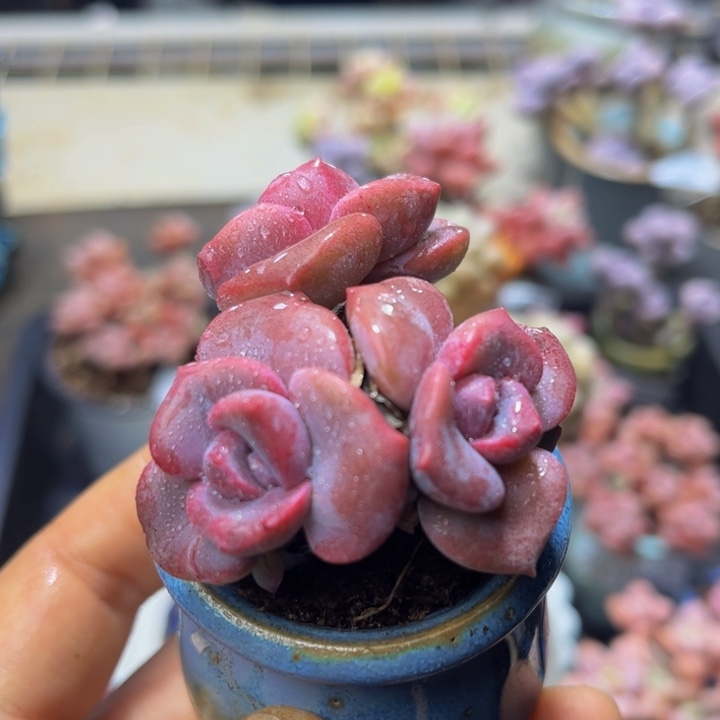 170 丸叶彩虹糖4 厘米