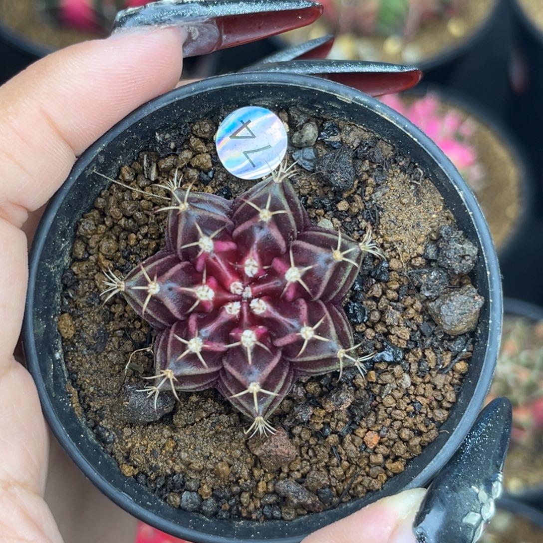 74     带盆土发货