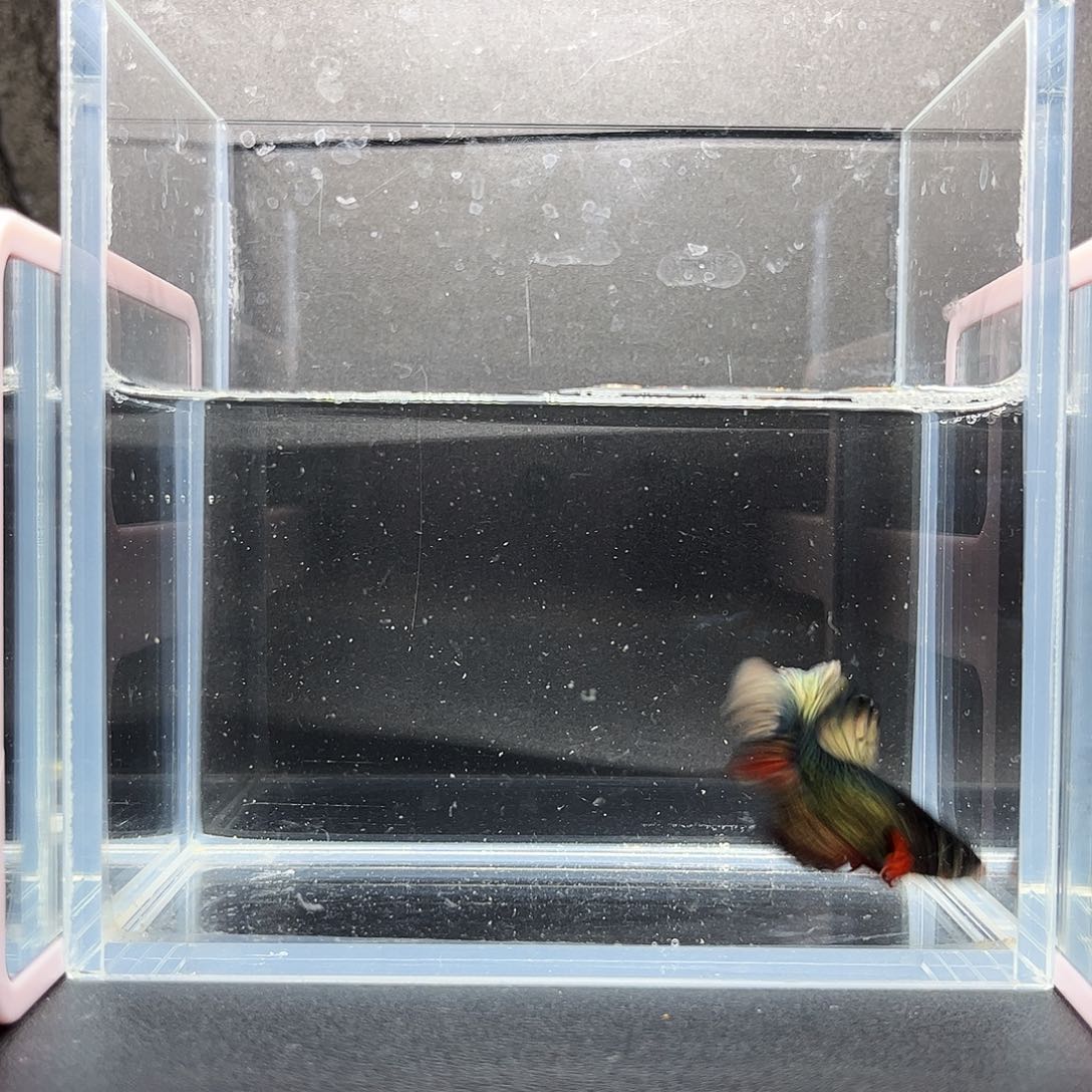 海水鱼宙斯斗鱼竞拍12-20