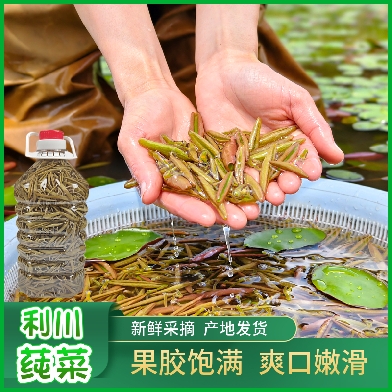 湖北恩施特产利川莼菜马蹄菜湖菜新鲜级产地直发莼菜之乡果胶饱满