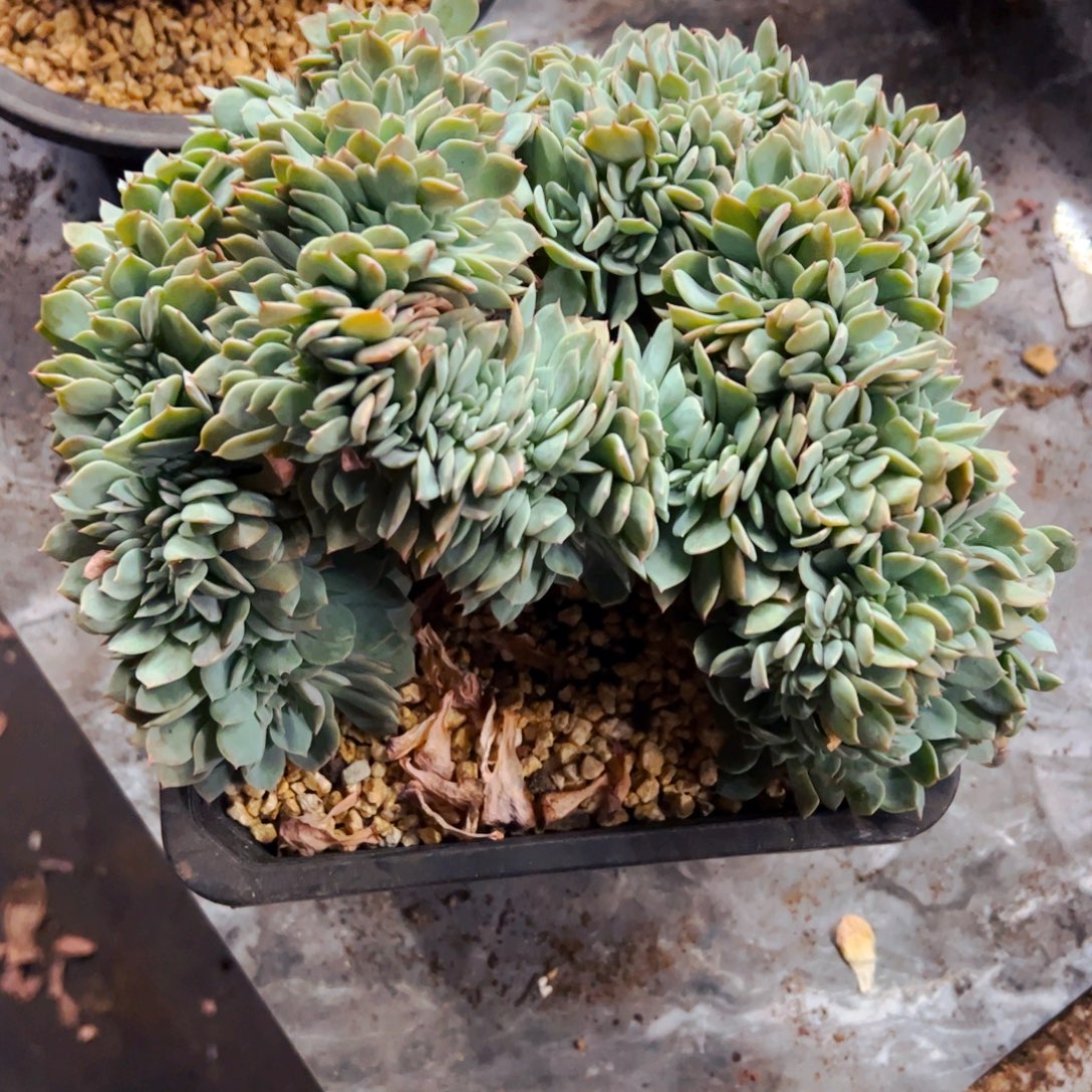 葵***花多肉植物组合盆栽